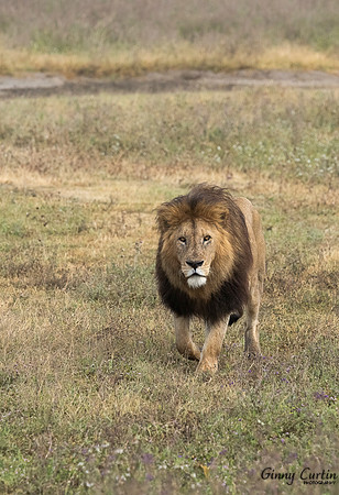 King of the Crater