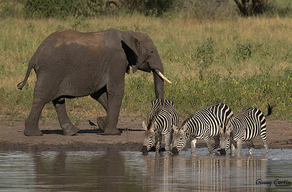 Gathering At The Watering Hole
