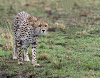 Stalking!