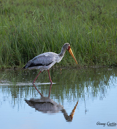 Yellow-billed Stork