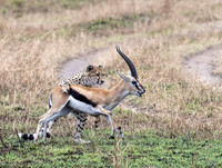 Gazelle Fighting Off Cheetah!