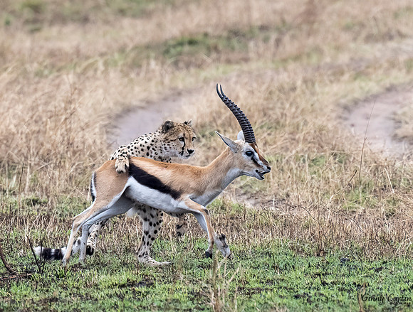 Gazelle Fighting Off Cheetah!