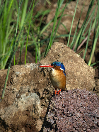 Malachite Kingfisher
