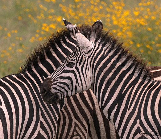 How Many Zebras Do You See?