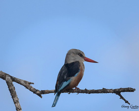 Gray-Hooded Kingfisher