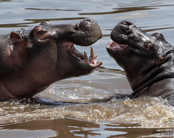 Hippo Chat