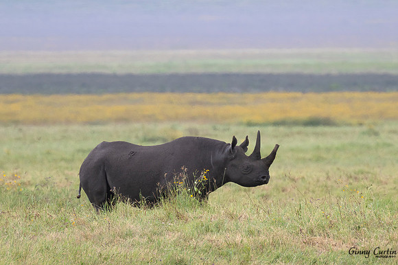 Black Rhinoceros in the Crater