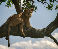 Tanzanian Safaris