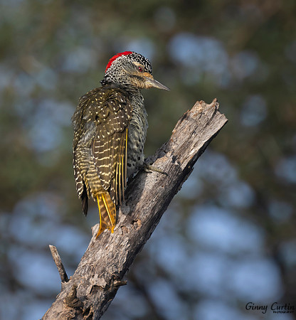 Nubian Woodpecker