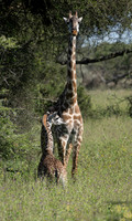 Mother's Watchful Eye