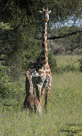 Mother's Watchful Eye