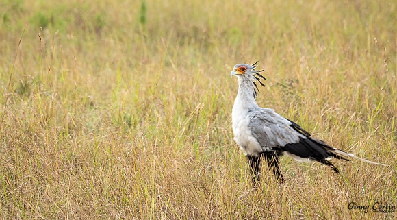 Secretarybird