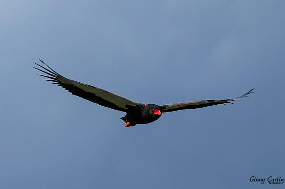 Bateleur Eagle