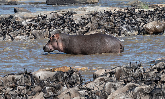 Hippo Traffic Cop!
