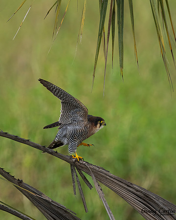 Peregrine Falcon