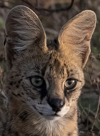 The Serval