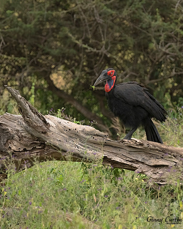 Southern Ground-Hornbill with snack
