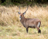 Waterbuck