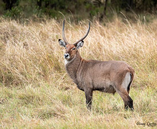 Waterbuck