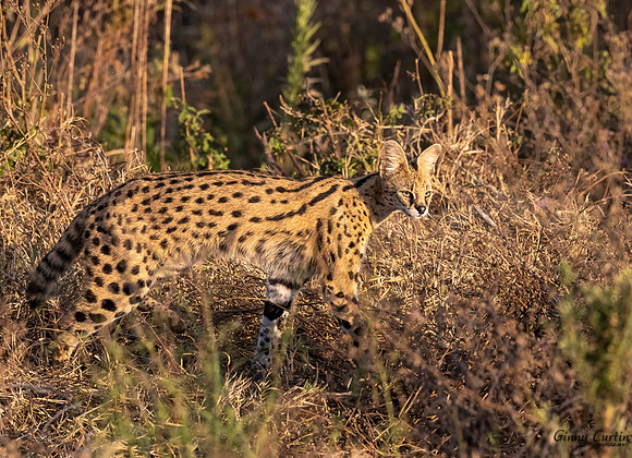 Serval Stalking