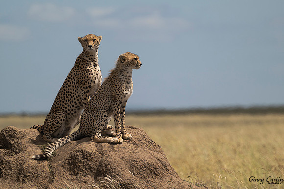 Cheetahs on Termite Mound