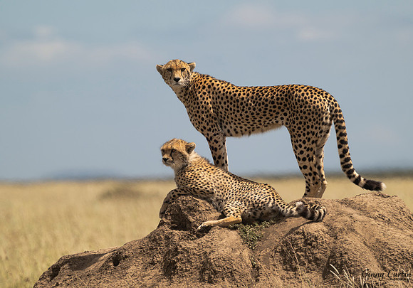 On Watch