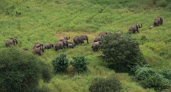 Elephants on Parade!
