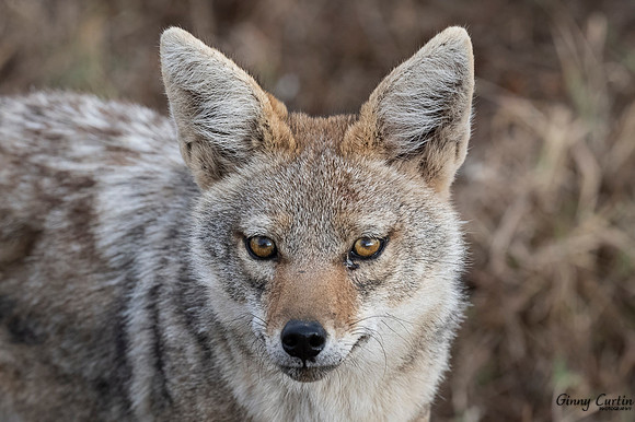 Jackal Close-Up