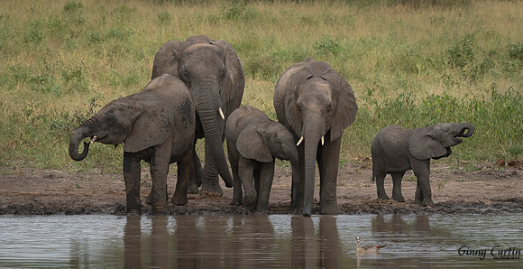 Family Time at the Watering Hole