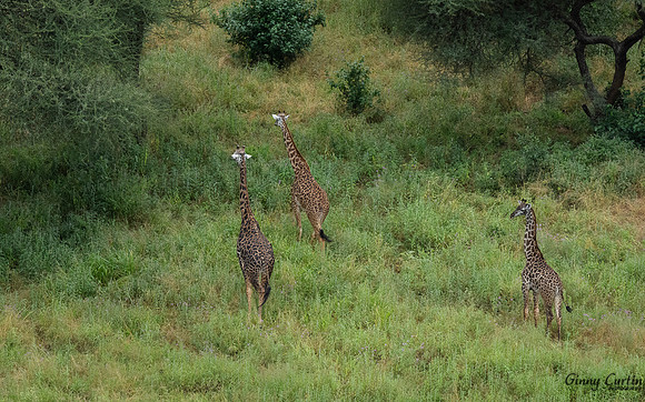 Giraffes from Above