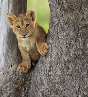 Learning to Climb