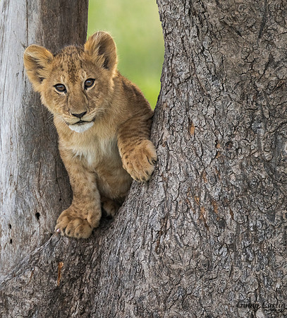 Learning to Climb