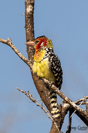 Crested Barbet
