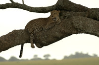Leopard Watch