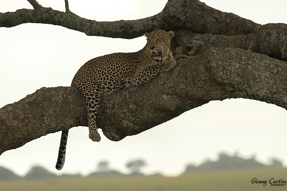 Leopard Watch