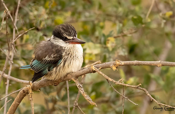Striped Kingfisher