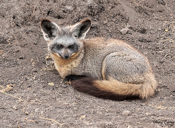 Bat-eared Fox Resting