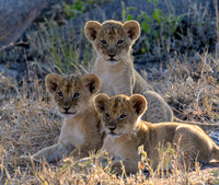 Three Lion Cubs