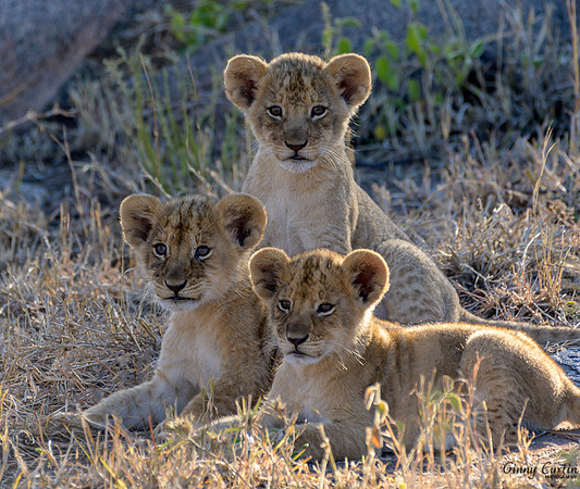 Three Lion Cubs