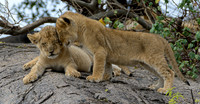 Lion Cubs on Rocks
