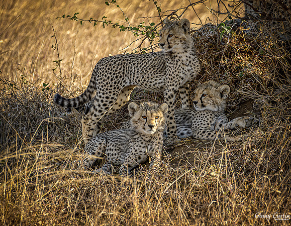Cheetah Cubs