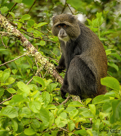 Blue Monkey