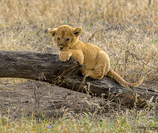 Lion Cub