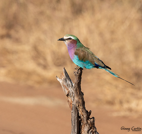 Lilac-Brested Roller