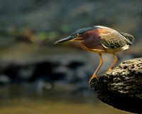 Green Heron At The Ready