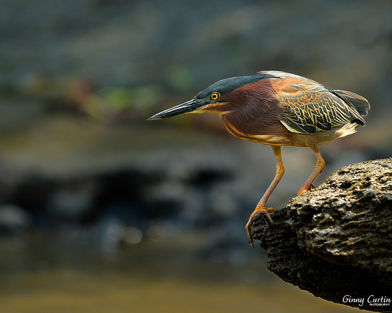 Green Heron At The Ready