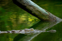 Crocodile Reflection