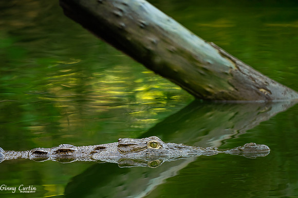 Crocodile Reflection
