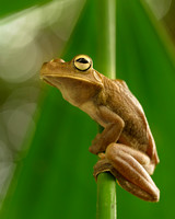 Gladiator Tree Frog