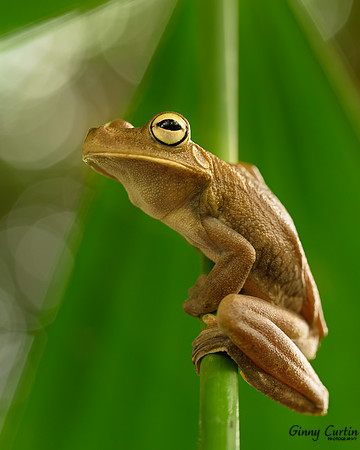 Gladiator Tree Frog